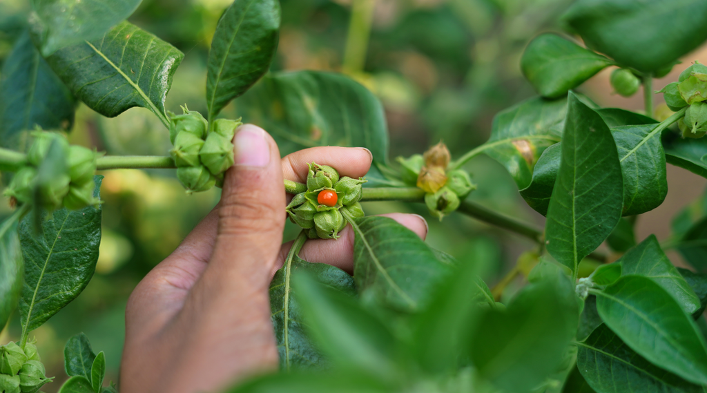 Ashwagandha gevaarlijk? – het Ayurvedische superkruid onder de loep