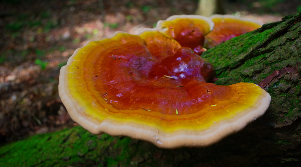 Reishi paddenstoel