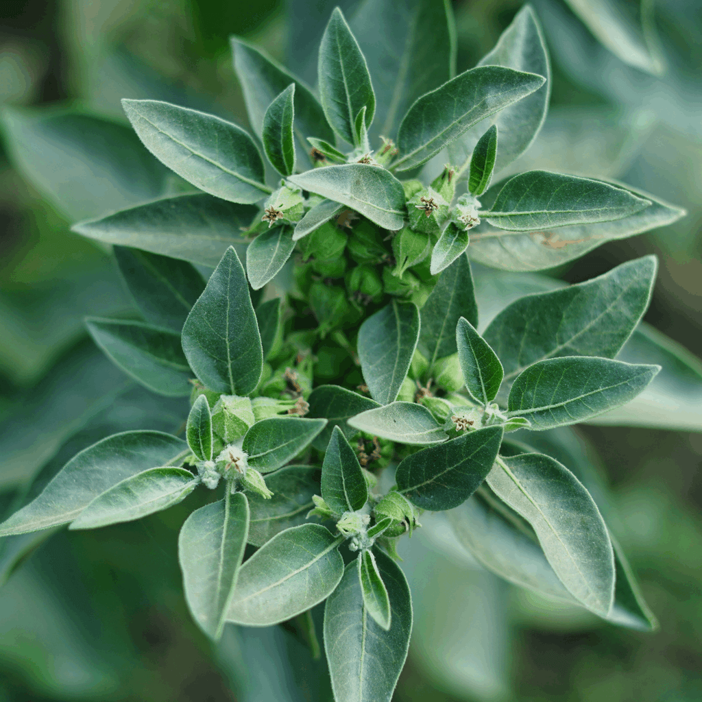 Ashwaganda plant