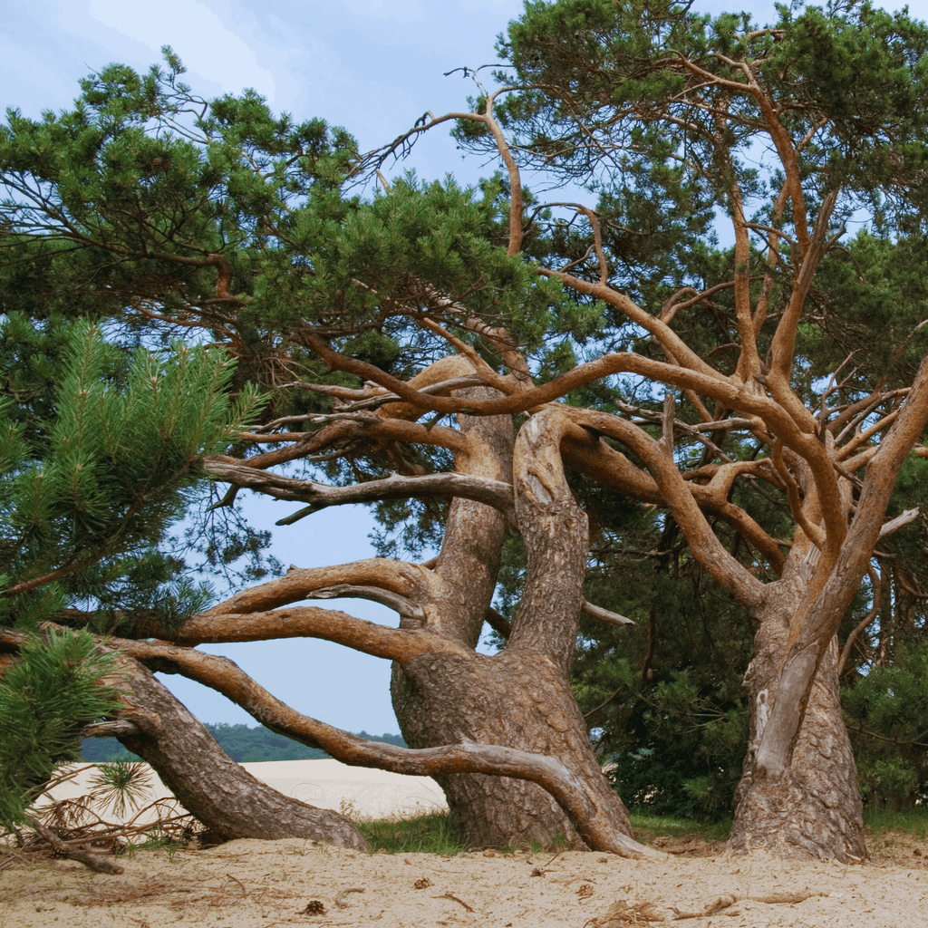 Green_Vitality_Dennen_bomen