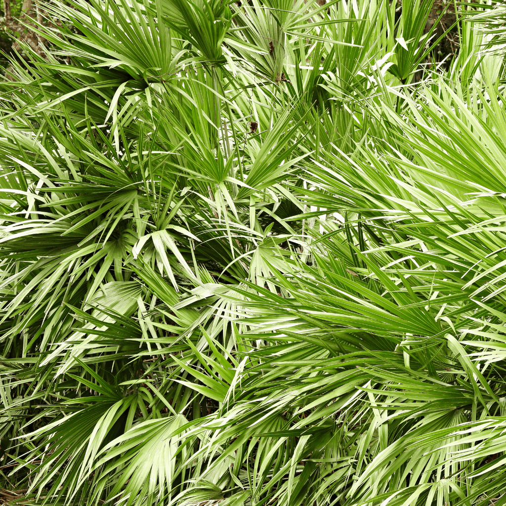 Sabal zaagpalm foto
